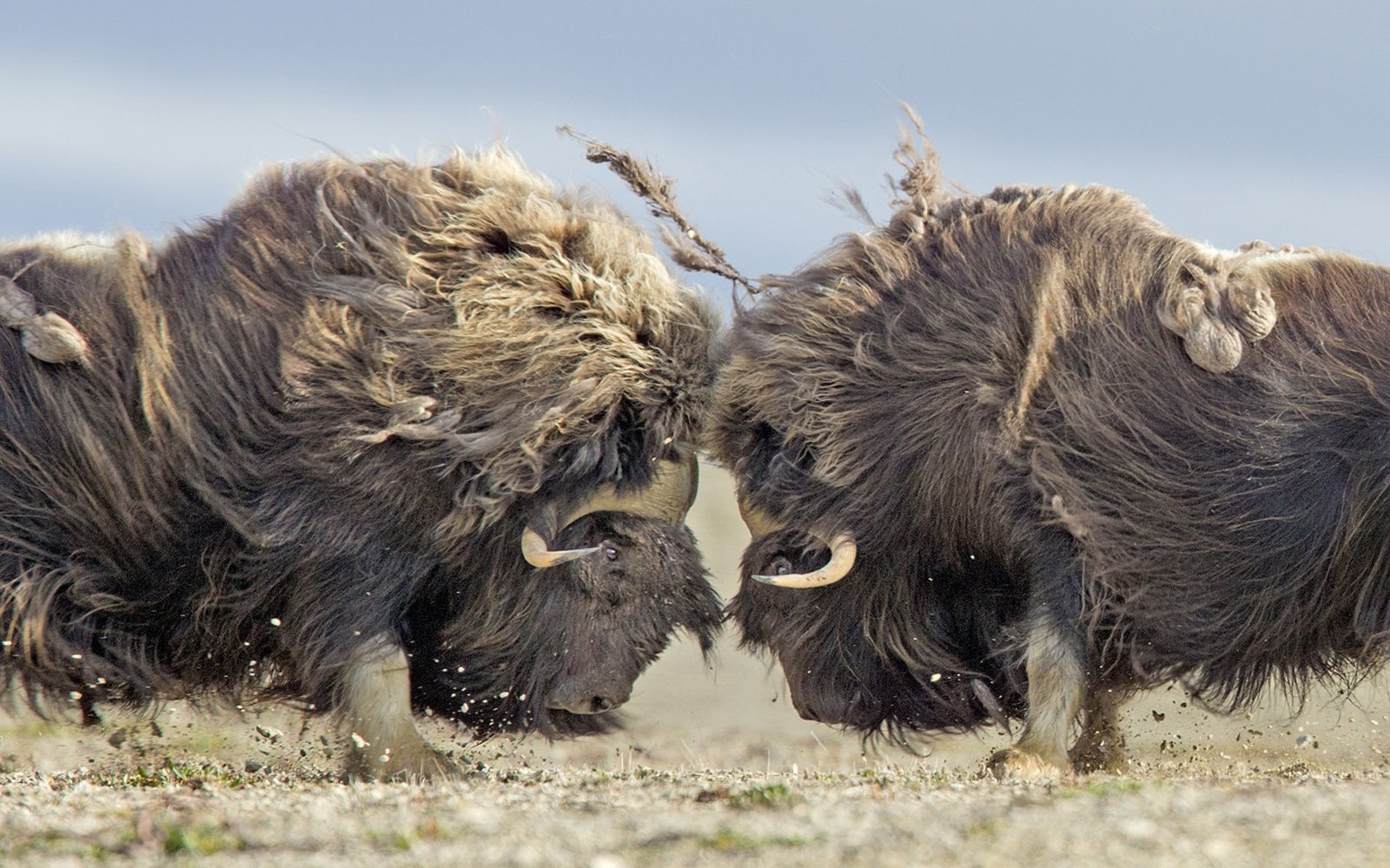 arcticwatchlodge-arcticwatch-1