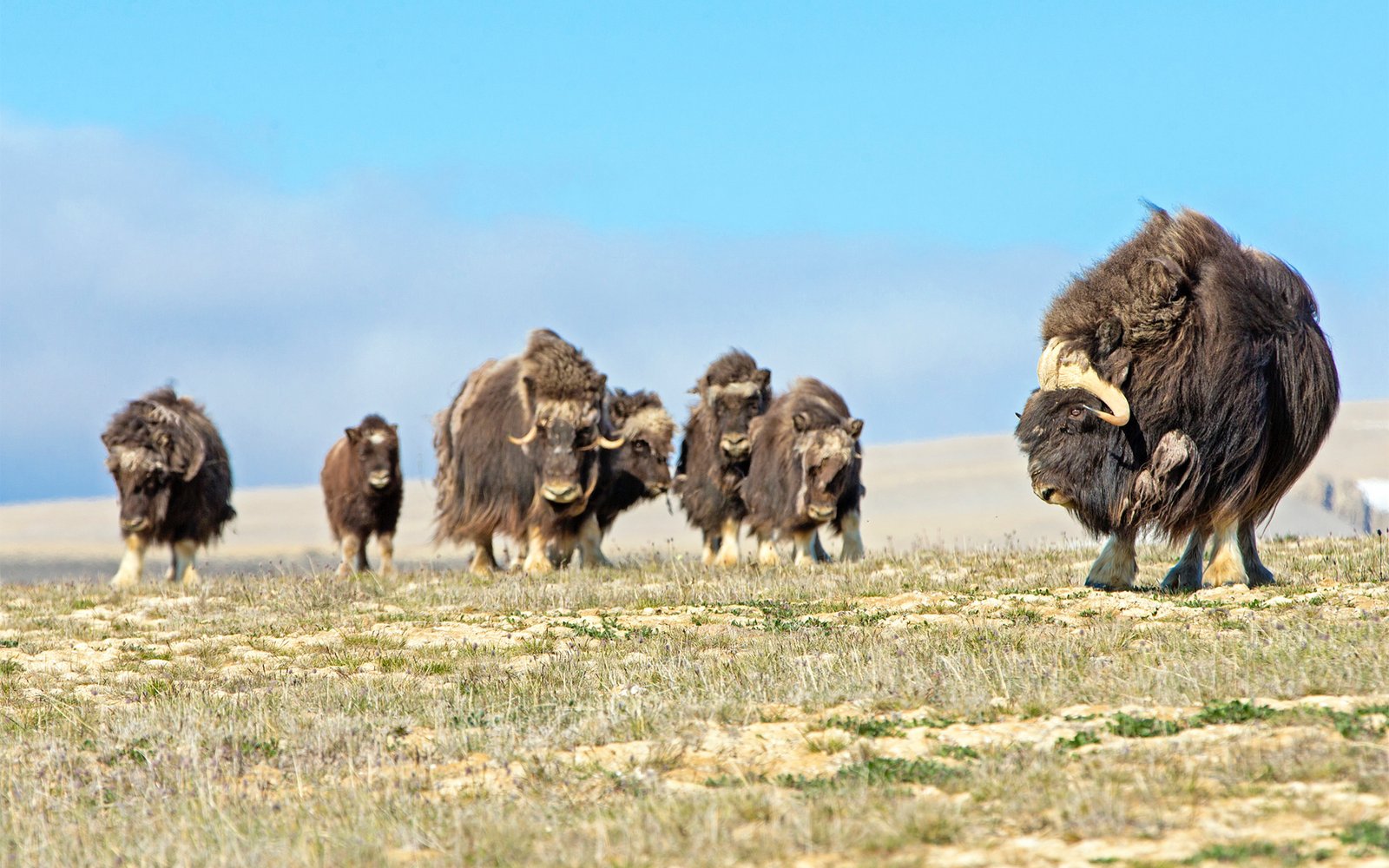 arcticwatchlodge-arcticwatch-S-3