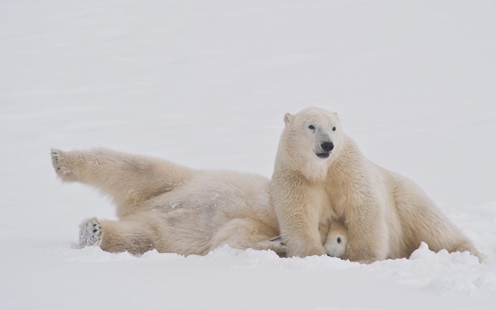 churchilleisbaerenbeobachtungherbst-churchillwildpolarbeartours-S-1