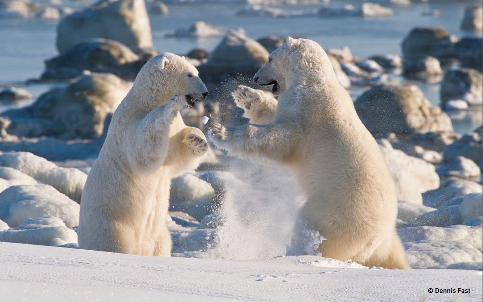 churchilleisbaerenbeobachtungherbst-churchillwildpolarbeartours-dennisfast-S-2