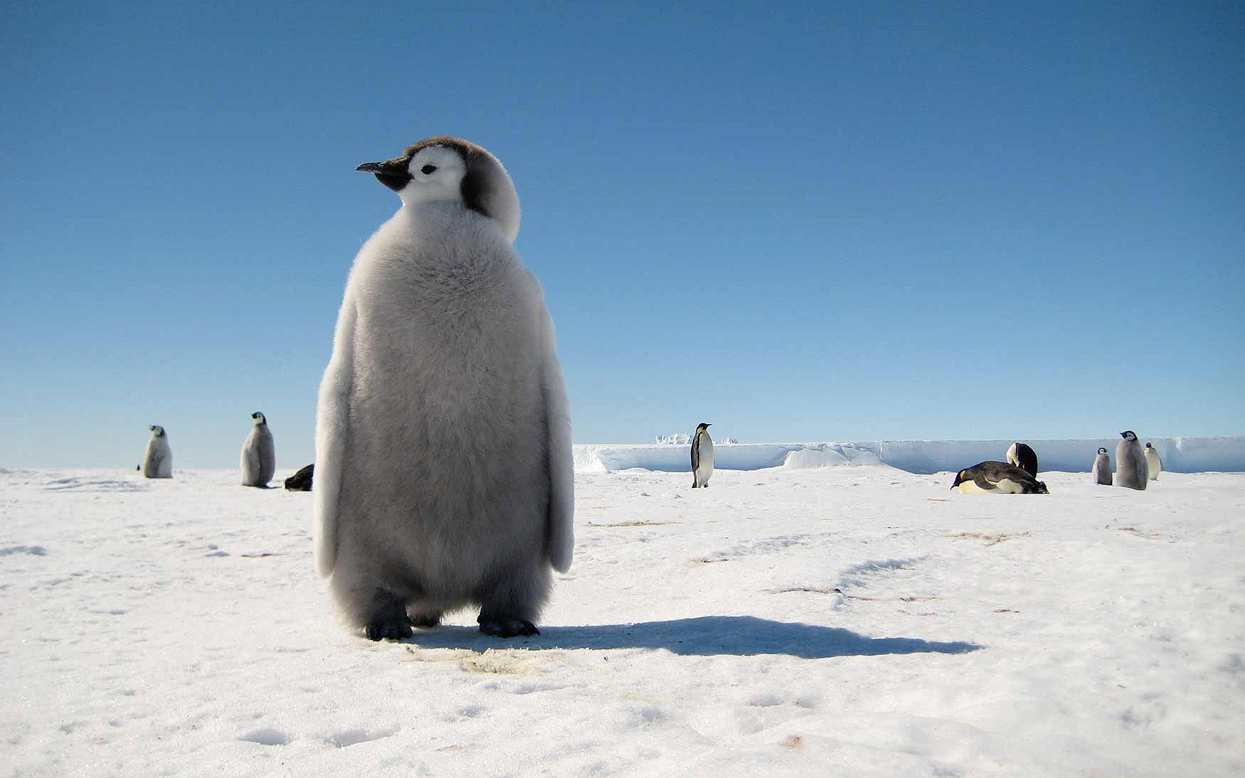 innereantarktis-kaiserpinguine-bergsteigenexsuedafrika-whitedesertantarctica-1