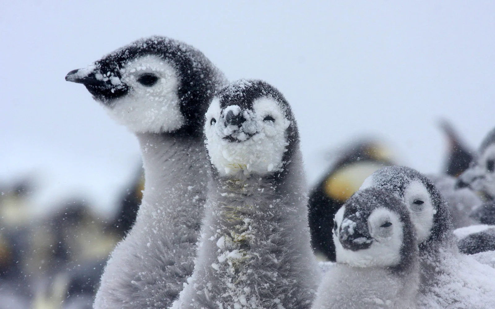 innereantarktis-kaiserpinguineexchile-antarcticlogisticsandexpeditions-S-3