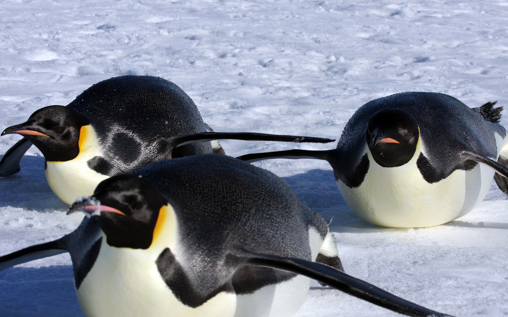 innereantarktis-kaiserpinguineexchile-antarcticlogisticsandexpeditions-igorrechitsky-3