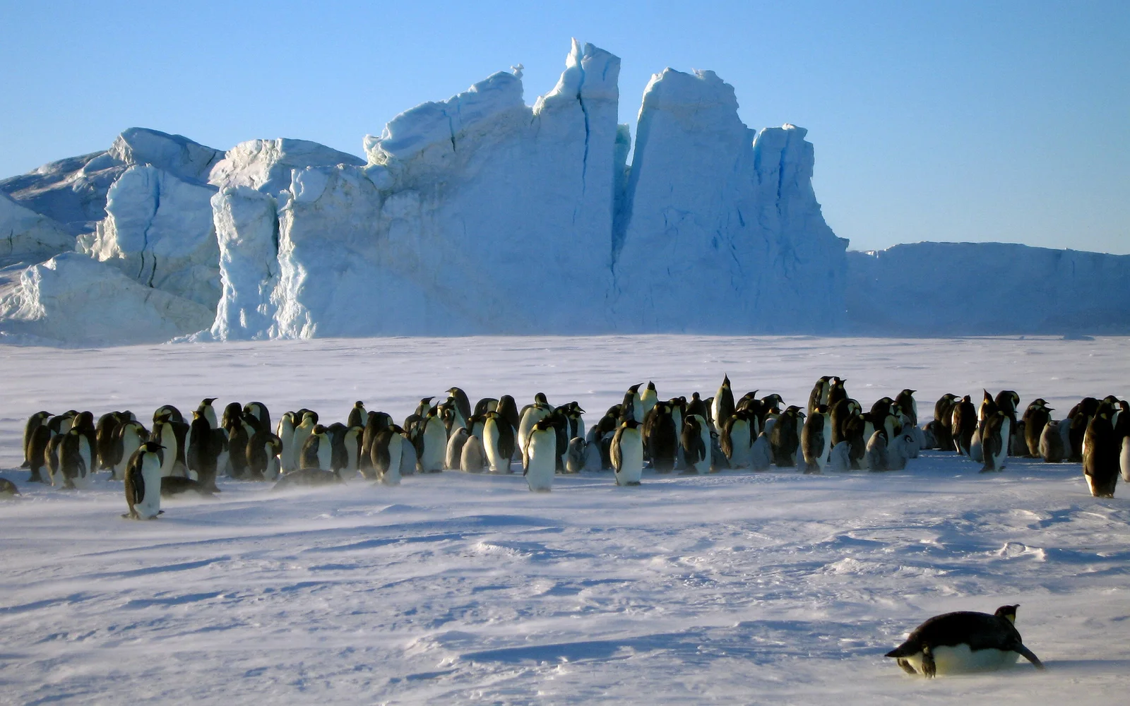 innereantarktis-kaiserpinguineexchile-antarcticlogisticsandexpeditions-igorrechitsky-S-1