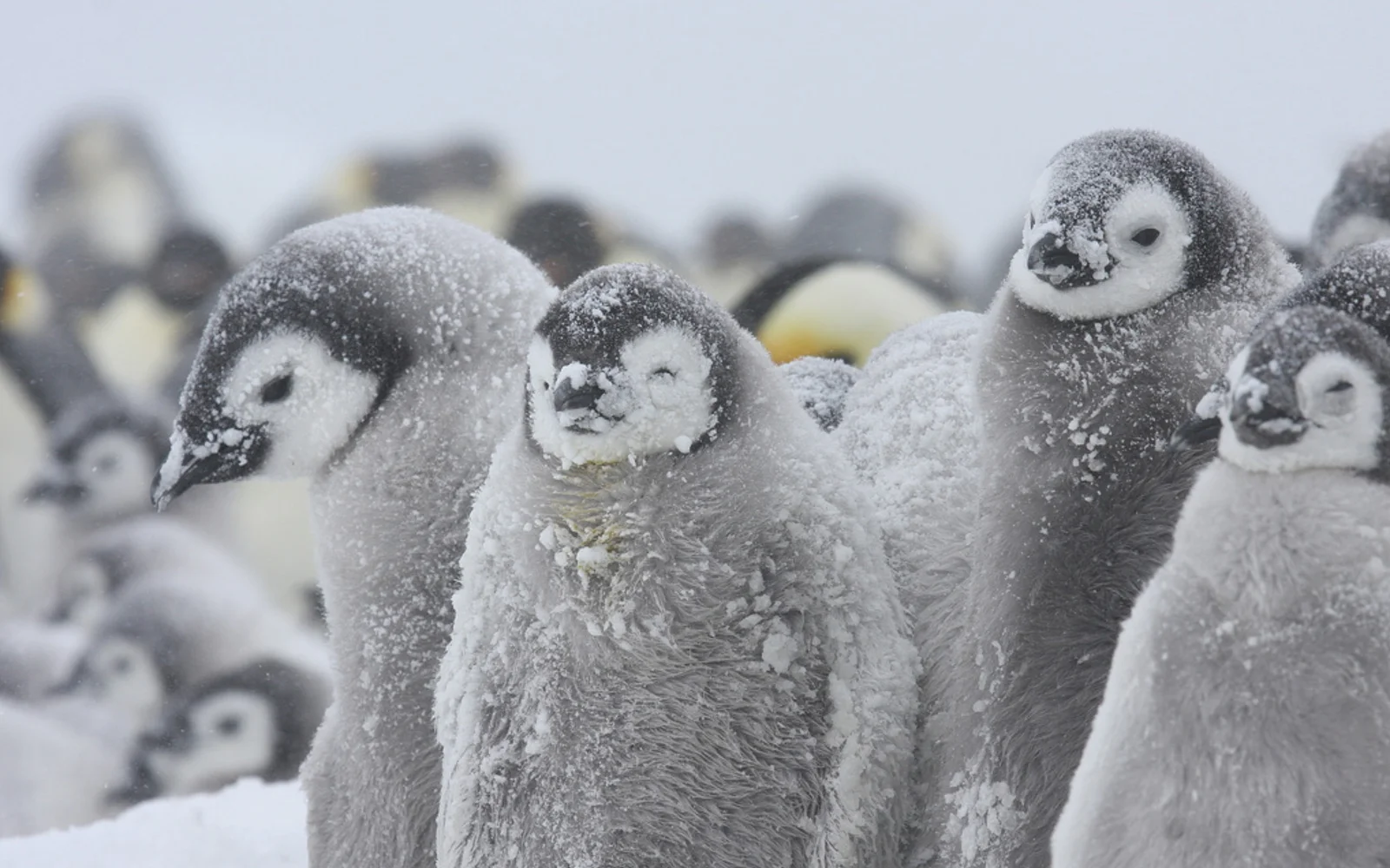 innereantarktis-kaiserpinguineexchile-antarcticlogisticsandexpeditions-igorrechitsky-davidrootes-5
