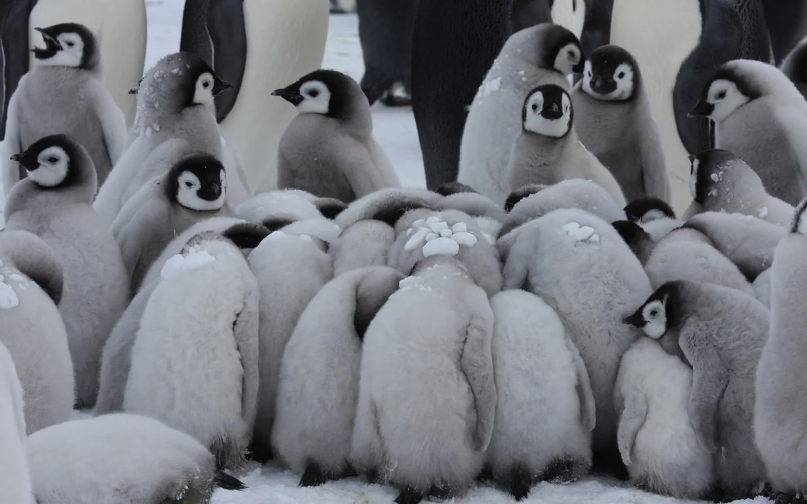 innereantarktis-kaiserpinguineexchile-antarcticlogisticsandexpeditions-igorrechitsky-davidrootes-6