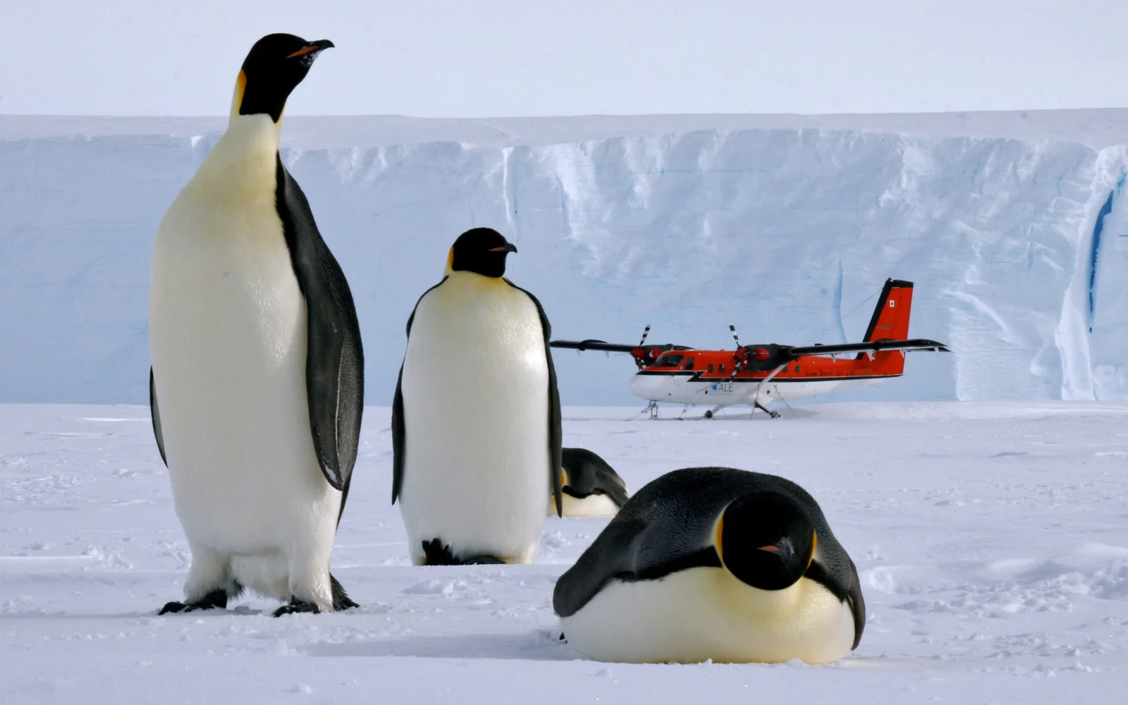 innereantarktis-kaiserpinguineexchile-antarcticlogisticsandexpeditions-russhepburn-S-2