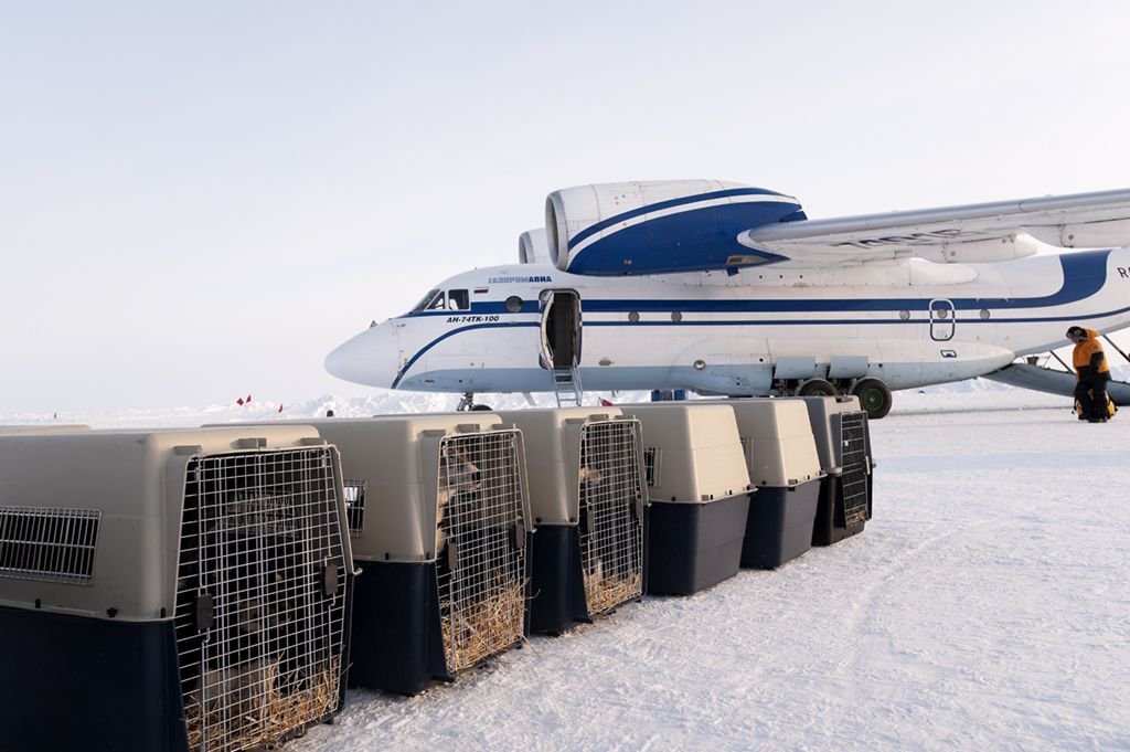 nordpolperhundeschlittenexmurmansk-specialtravelclub-2