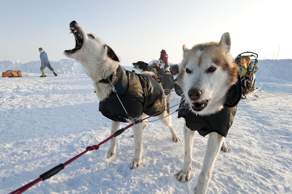 nordpolperhundeschlittenexmurmansk-specialtravelclub-3