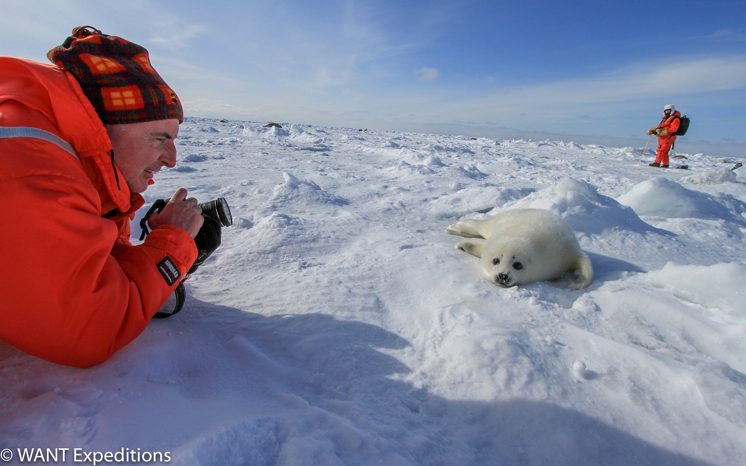 robbenbabysmagdaleneisland-wantexpeditions-S-2