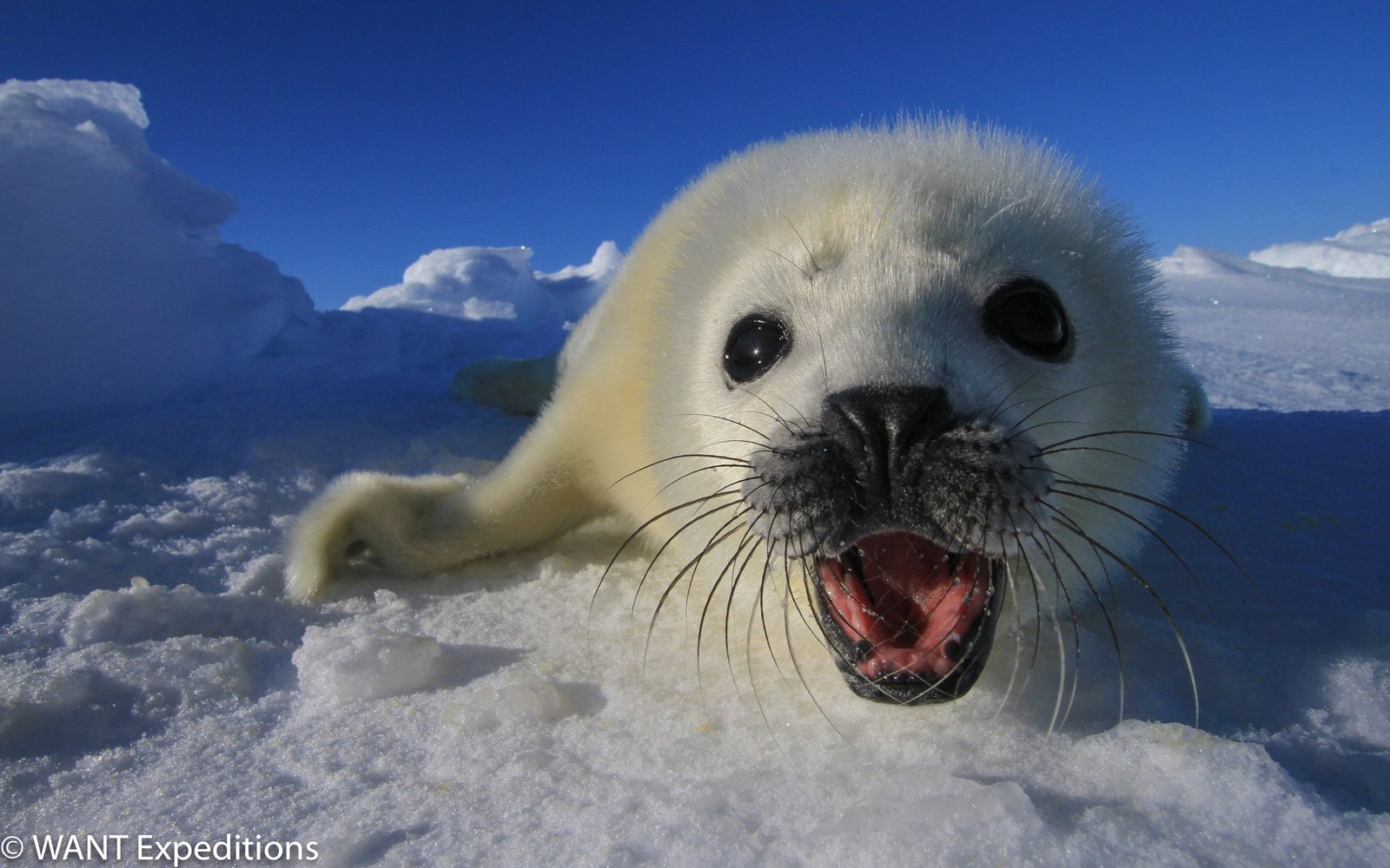 robbenbabysmagdaleneisland-wantexpeditions-S-3
