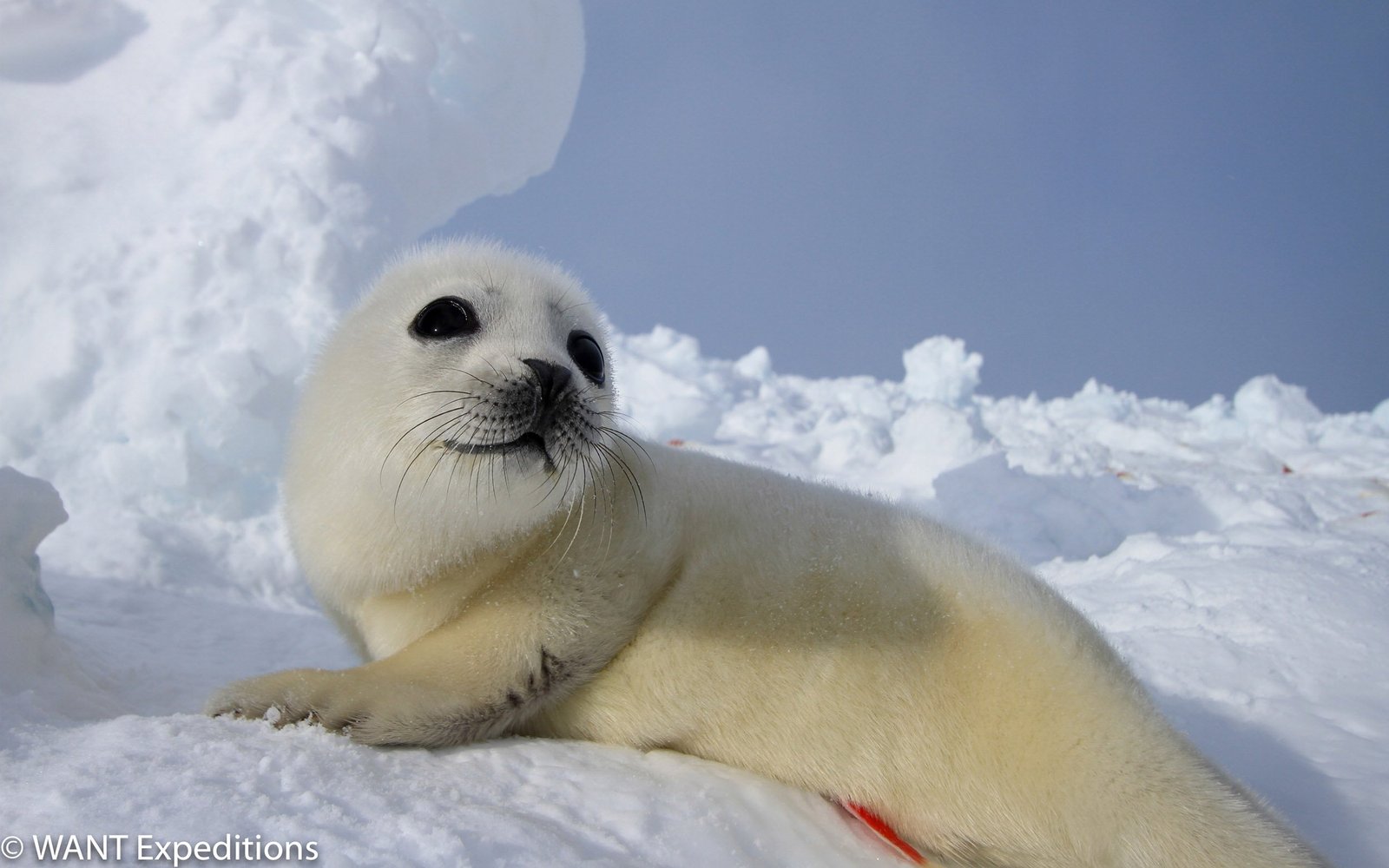 robbenbabysmagdaleneisland-wantexpeditions-S-4