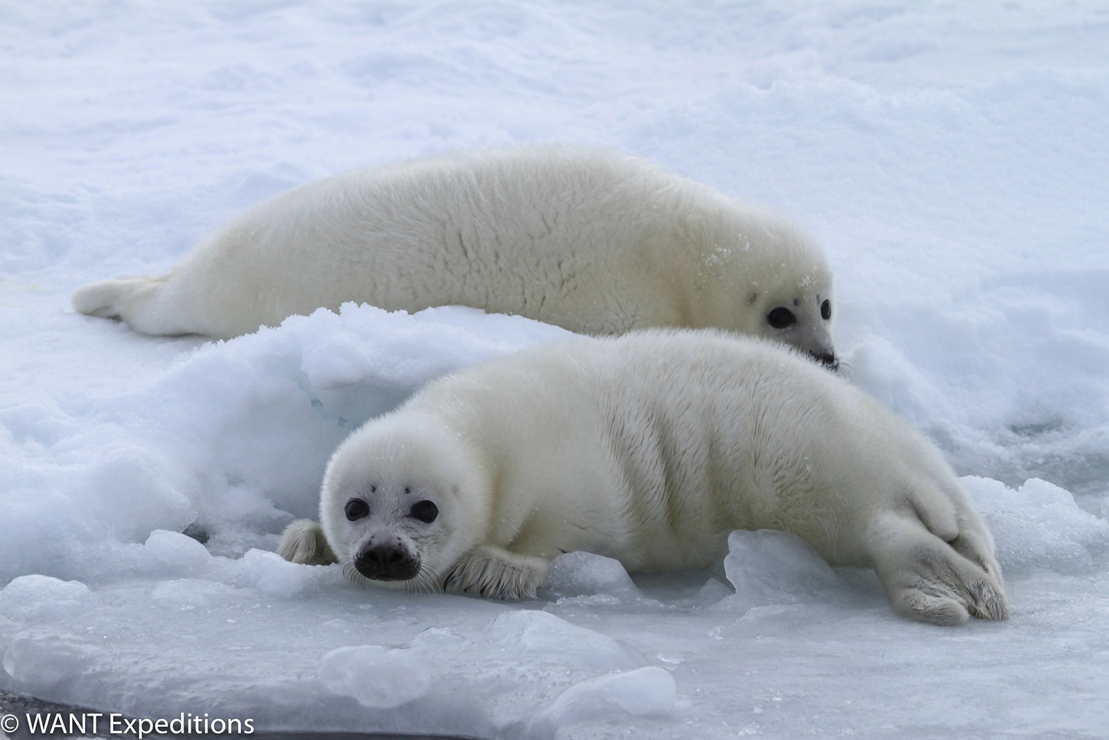 robbenbabysmagdalenisland-wantexpeditions-3