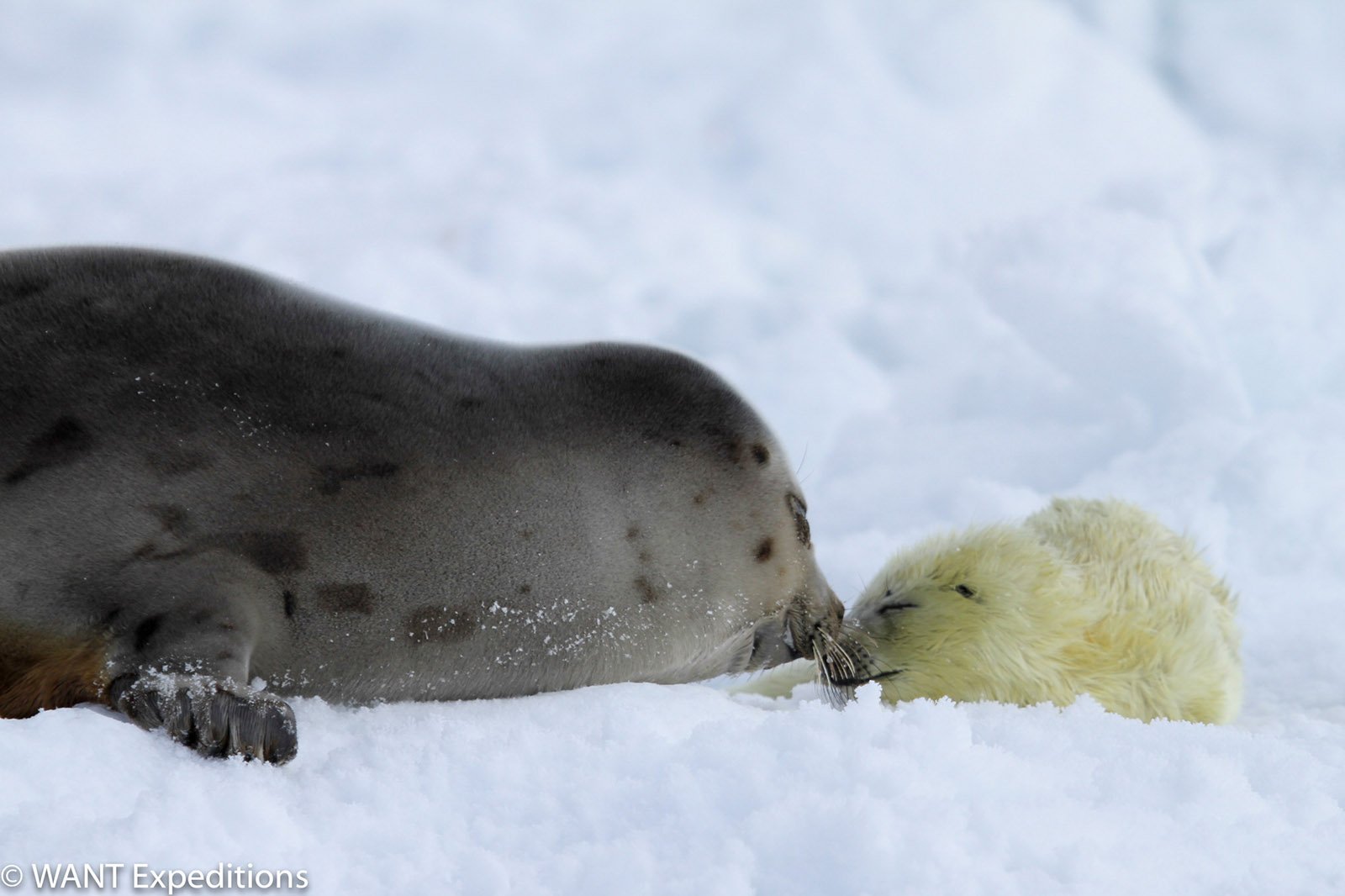 robbenbabysmagdalenisland-wantexpeditions-4
