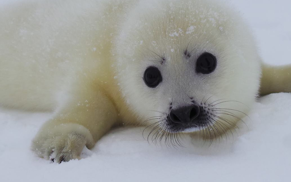 robbenbabysweissesmeer-specialtravelclub-1