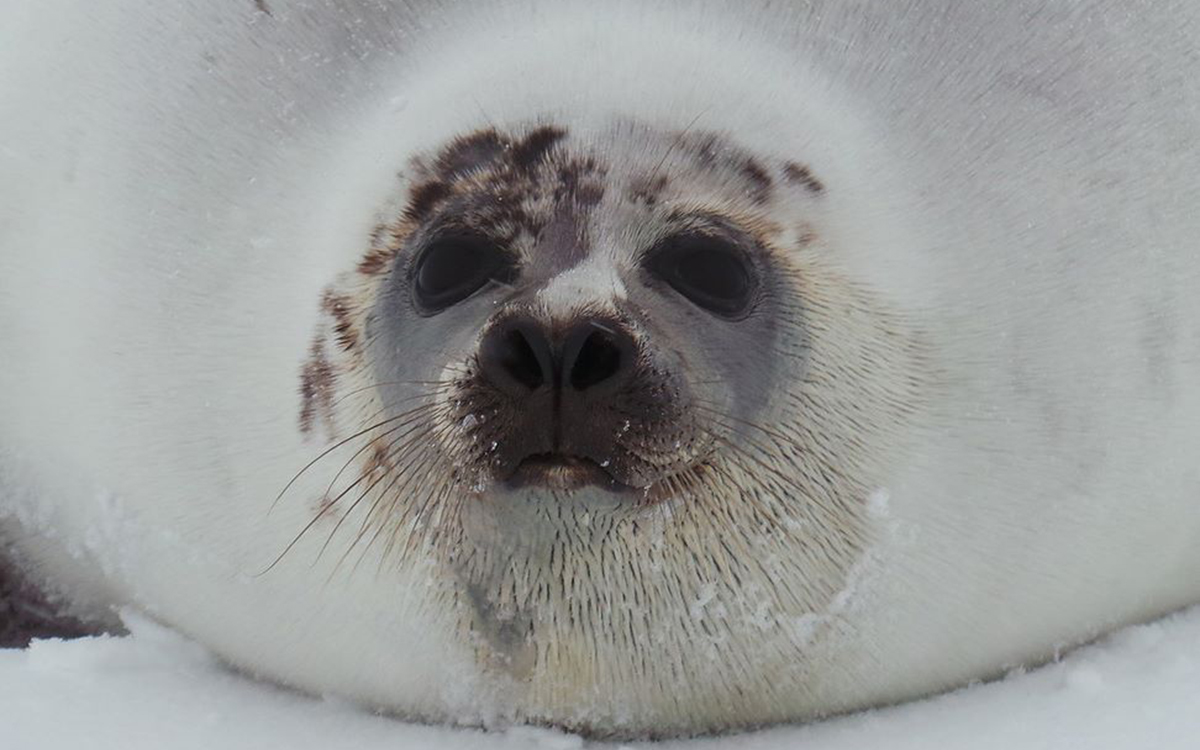 robbenbabysweissesmeer-specialtravelclub-2