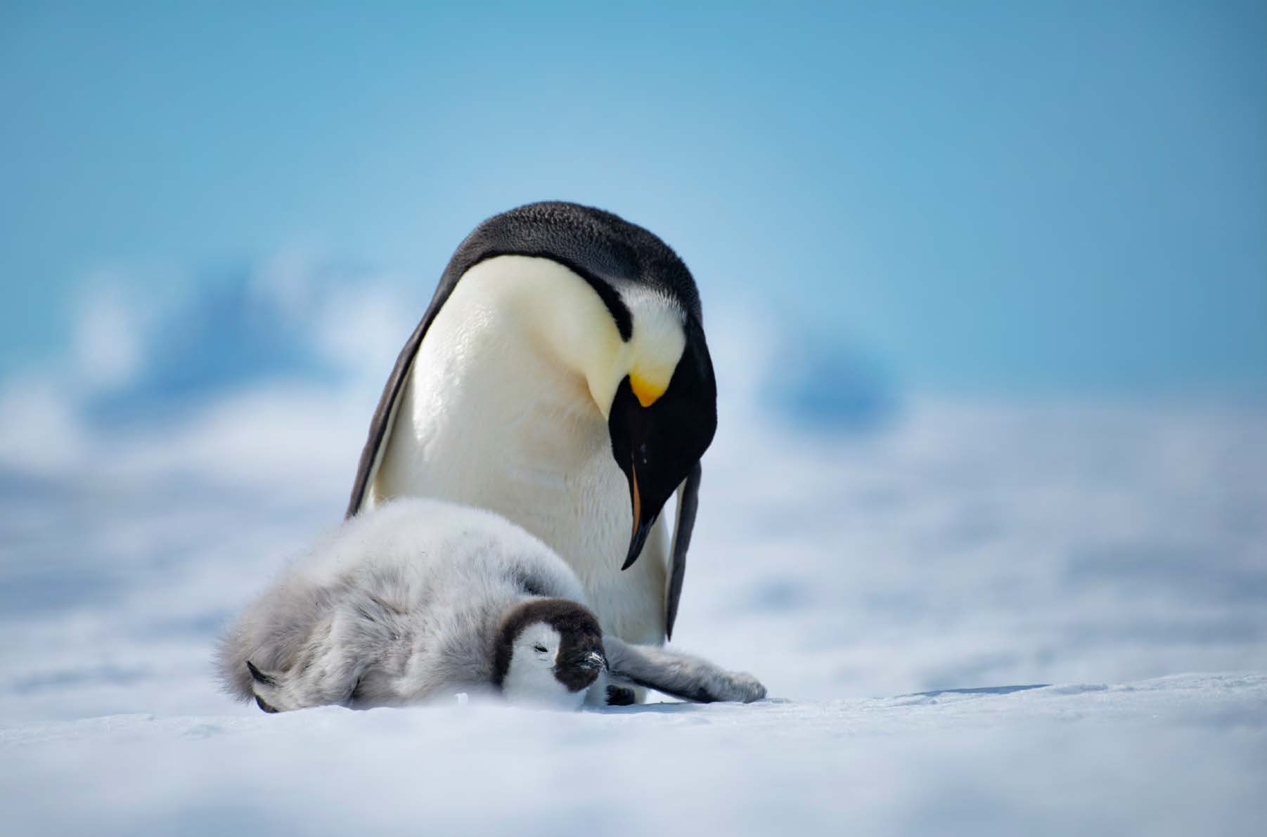 suedpol-kaiserpinguine-ex-suedafrika-galerie-2-white-desert-antarctia