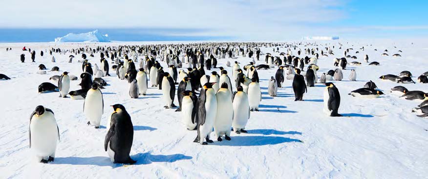 suedpol-kaiserpinguine-ex-suedafrika-galerie-4-white-desert-antarctia