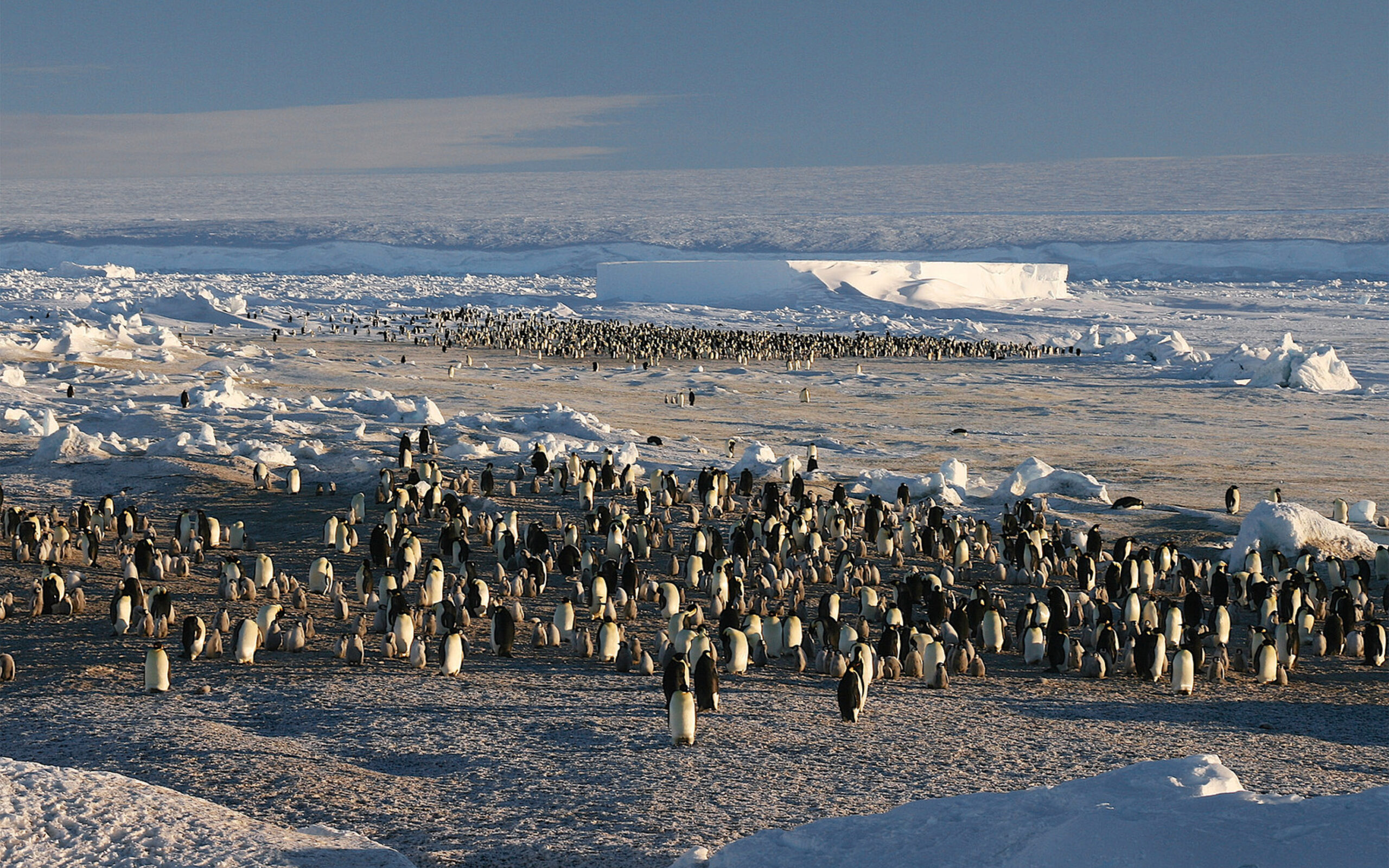 suedpolflug-kaiserpinguineexchile-adventurelogisticsandexpedition-russhepburn-S-3
