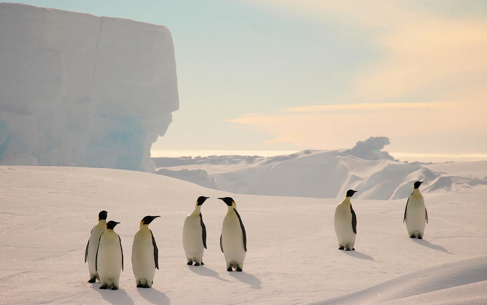 suedpolflug-kaiserpinguineexchile-adventurelogisticsandexpedition-russhepburn-S-4