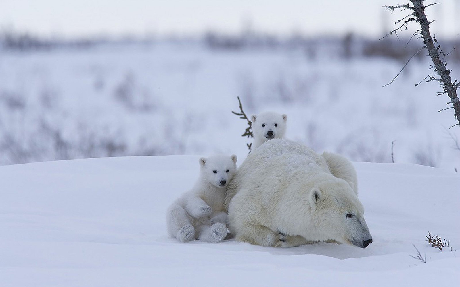 watcheelodge-watcheeexpeditions-S-1