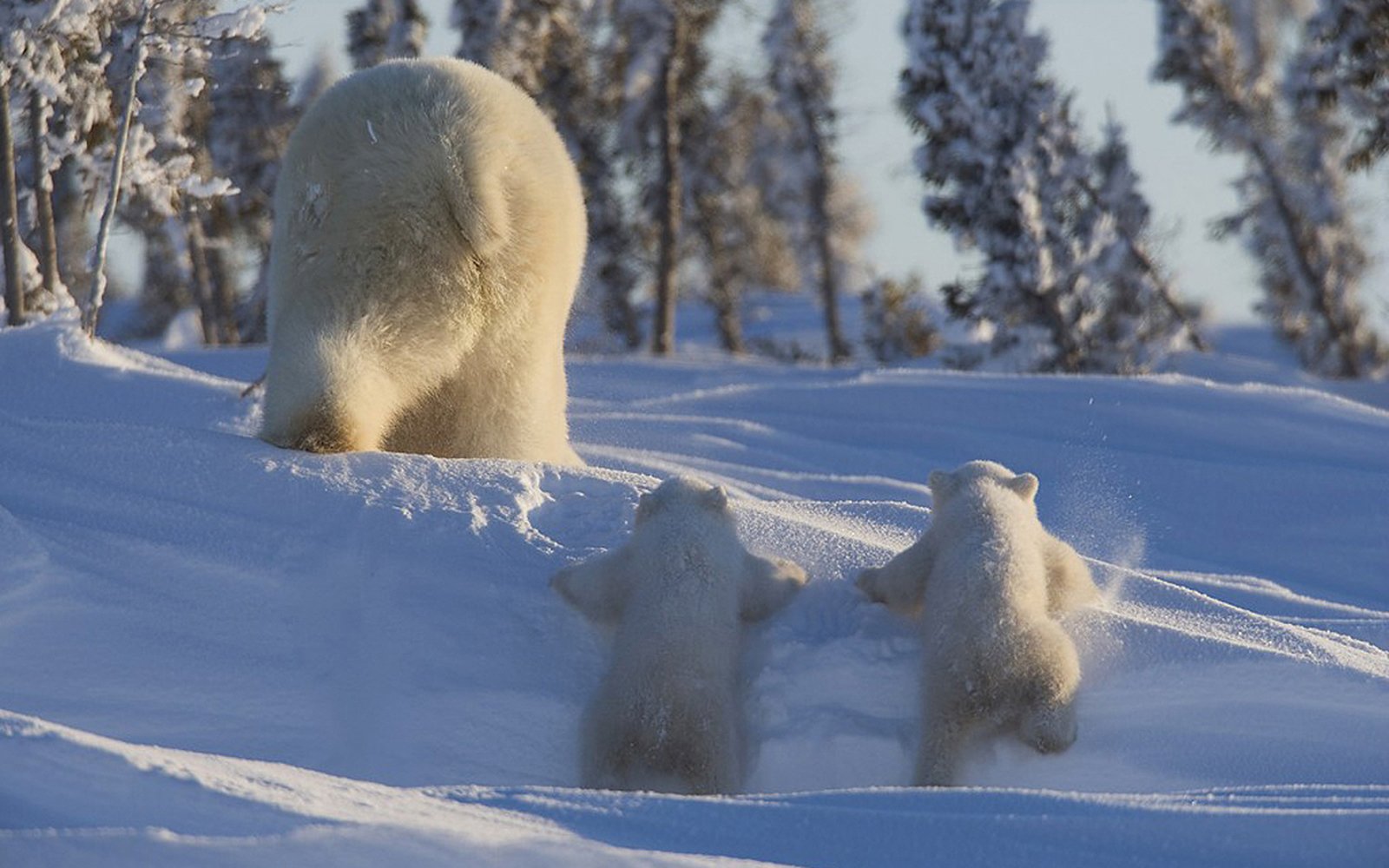 watcheelodge-watcheeexpeditions-S-2