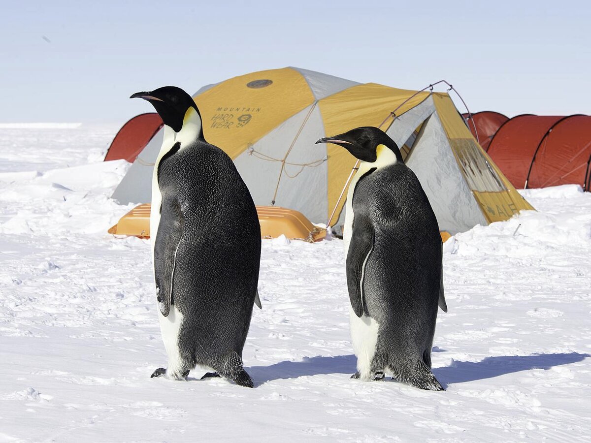 southpole-flights-camps-gould-bay-2-antarctic-logistics-expeditions-Christopher-Michel