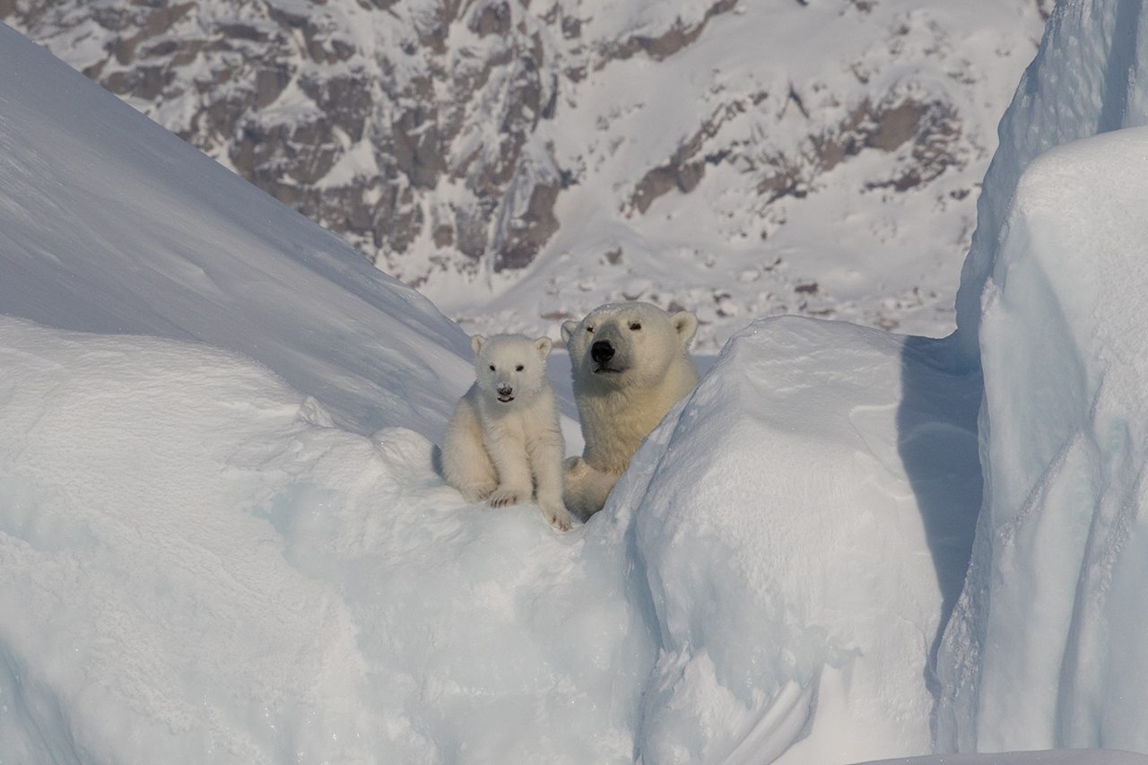 polarbaeren-beobachtung-fruehling-arctic-kingdom-5