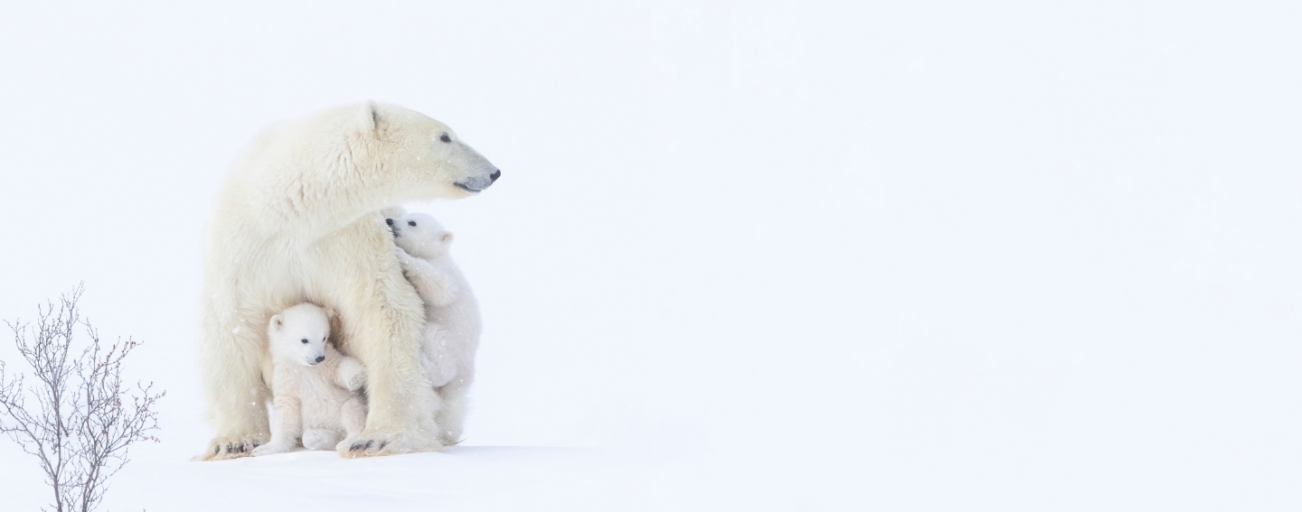 polarbaeren-beobachtung-fruehling-arctic-kingdom