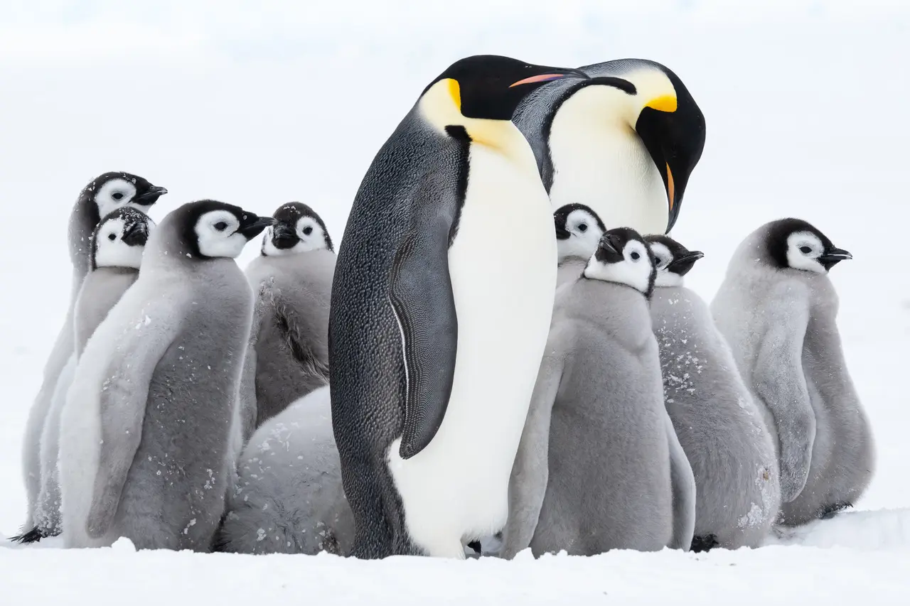 ultimaantarcticaexpeditions-emperors-mountains-3 (1)